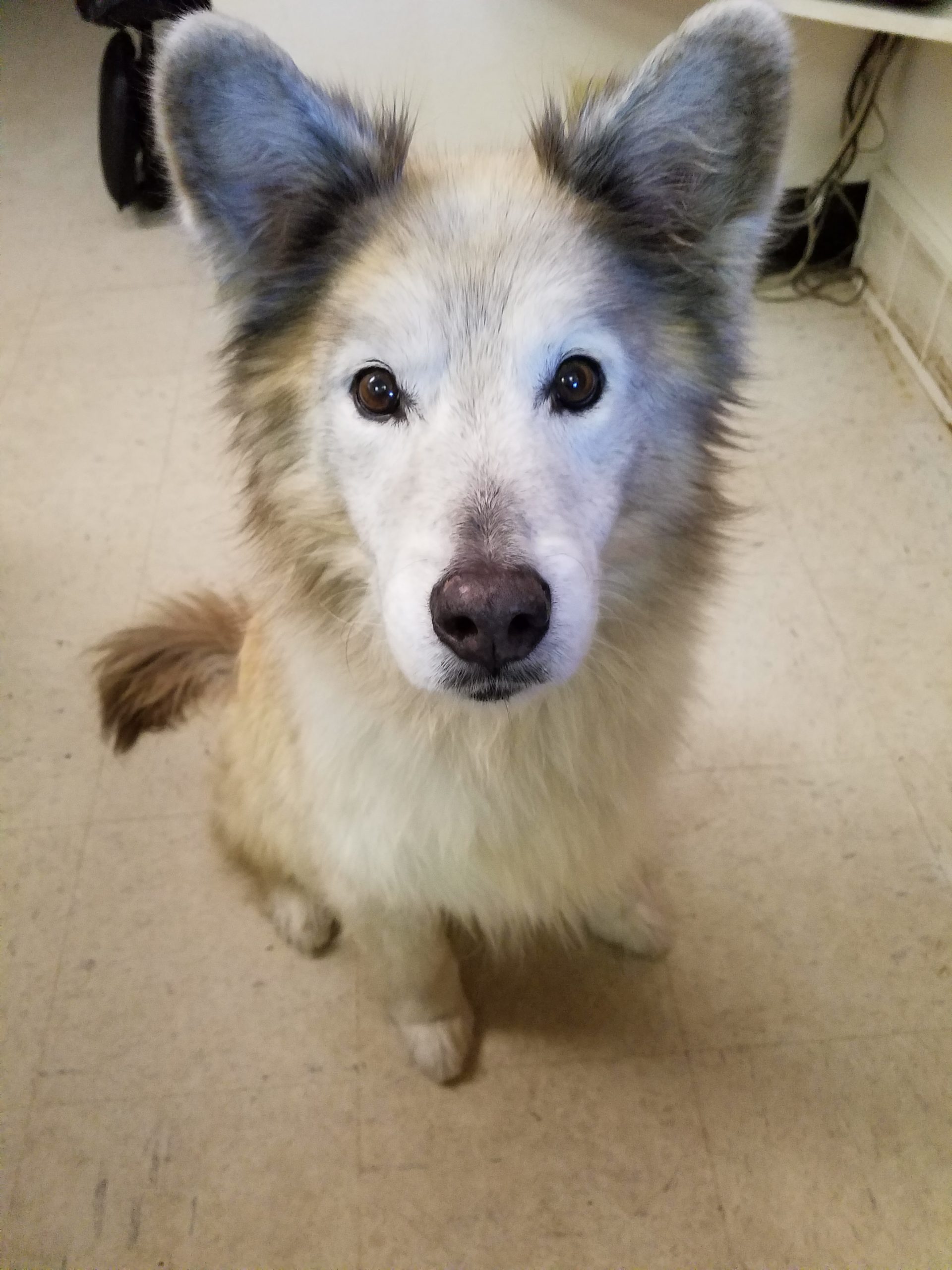 Beds and Biscuits LLC Dog Boarding Kennel Central City, Iowa