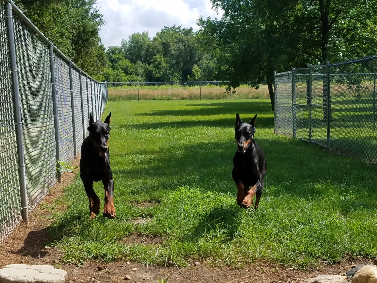 Beds and Biscuits LLC Dog Boarding Kennel Central City, Iowa