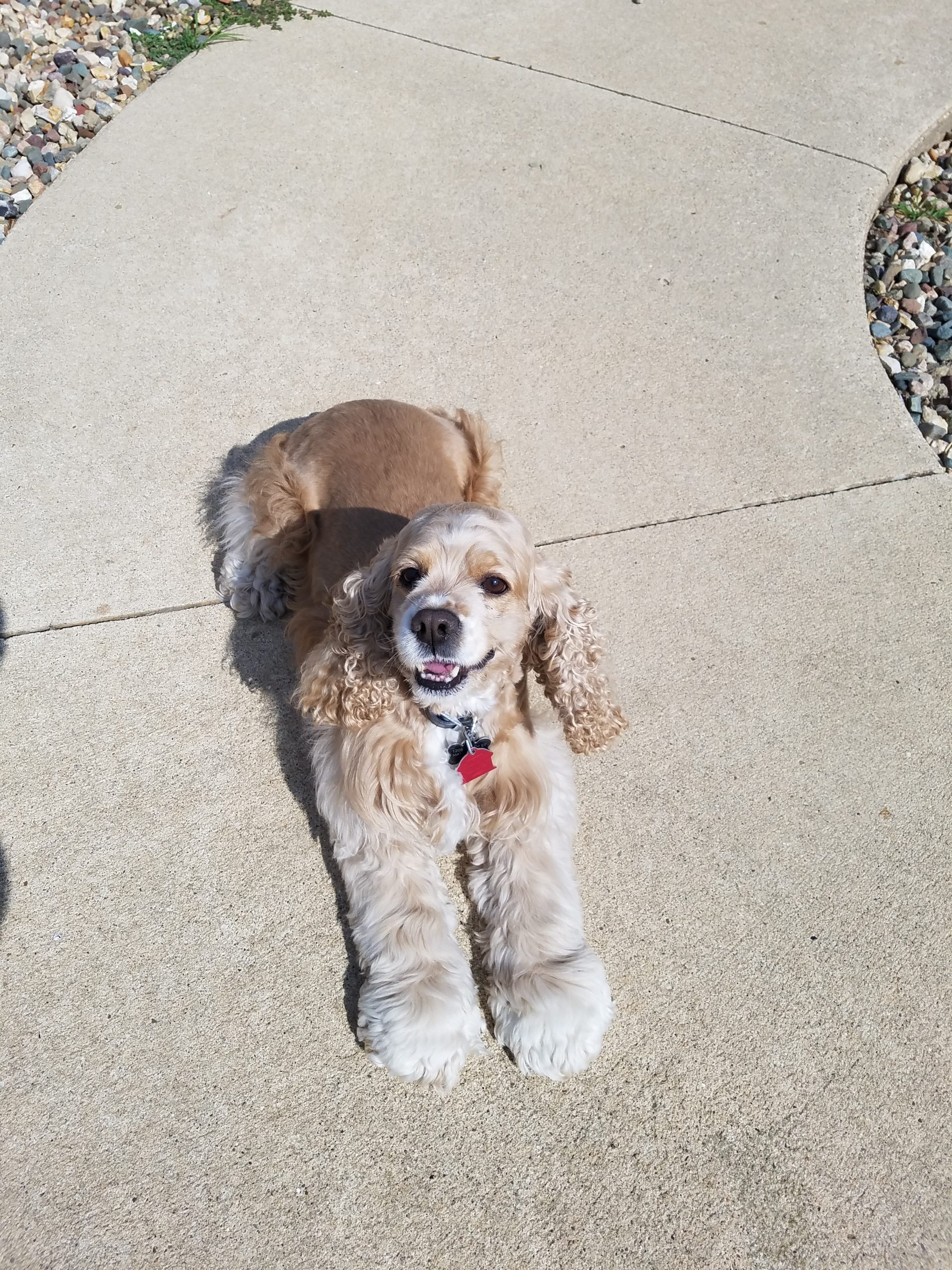 Beds and Biscuits LLC Dog Boarding Kennel Central City, Iowa
