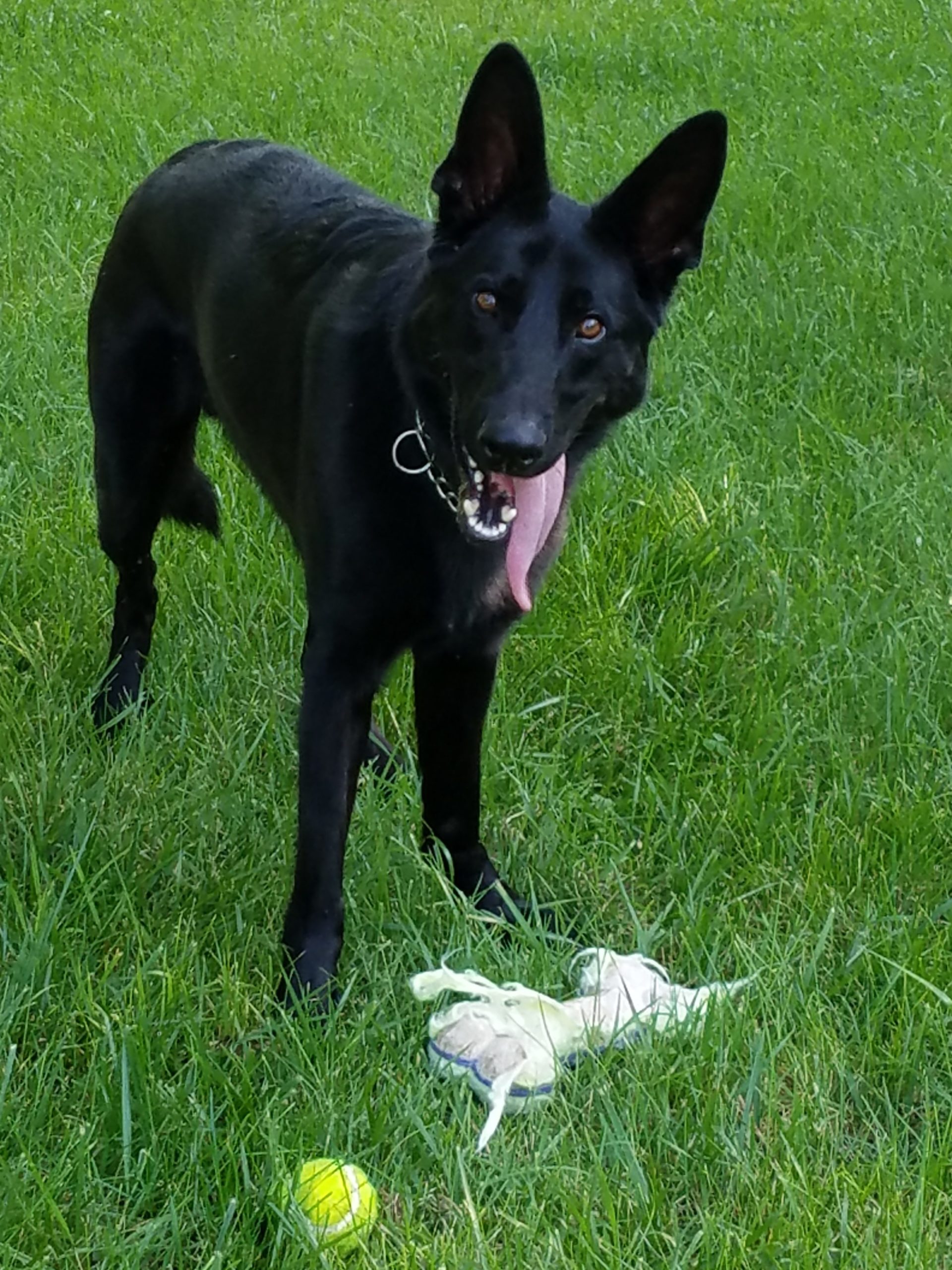 Beds and Biscuits LLC Dog Boarding Kennel Central City, Iowa