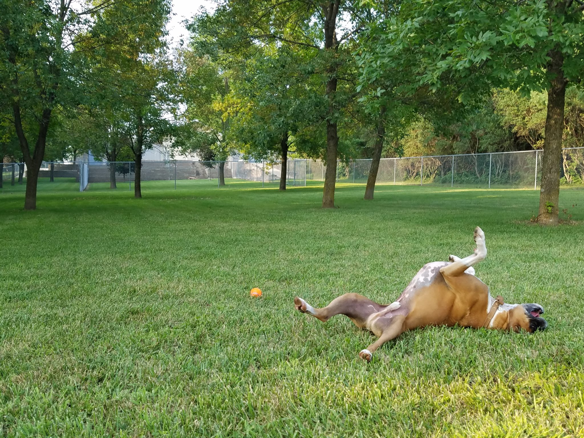 Beds and Biscuits LLC Dog Boarding Kennel Central City, Iowa