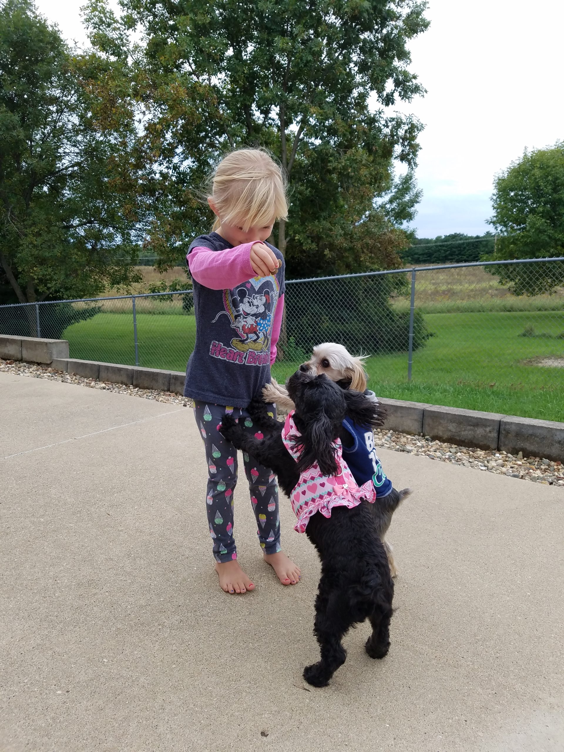 Beds and Biscuits LLC Dog Boarding Kennel Central City, Iowa