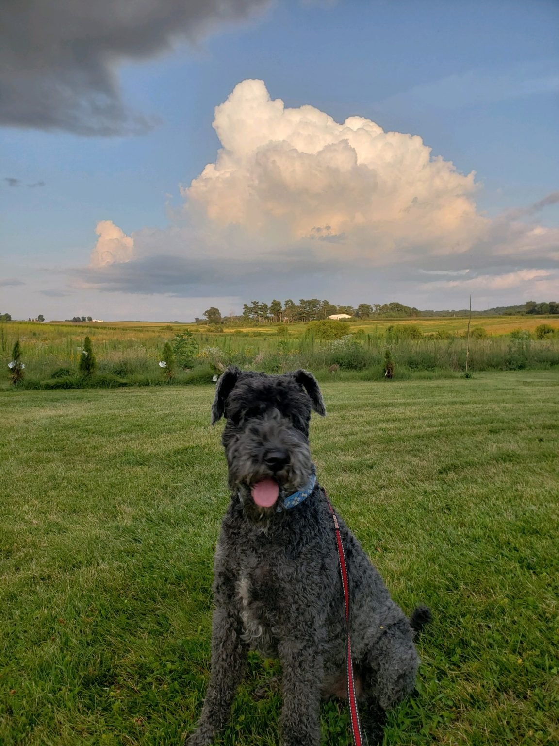 Beds and Biscuits LLC Dog Boarding Kennel Central City, Iowa